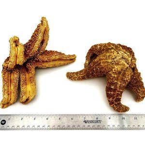 2 VTG Dried Starfish Curled 6" to 8". Unusual sea shell beach decor